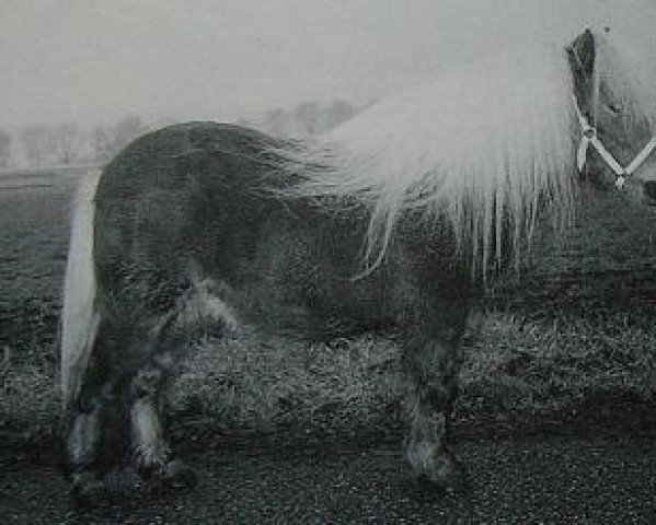 Deckhengst Spangleberry Expresso Coffee (Shetland Pony, 1992, von Firth Cornelian)