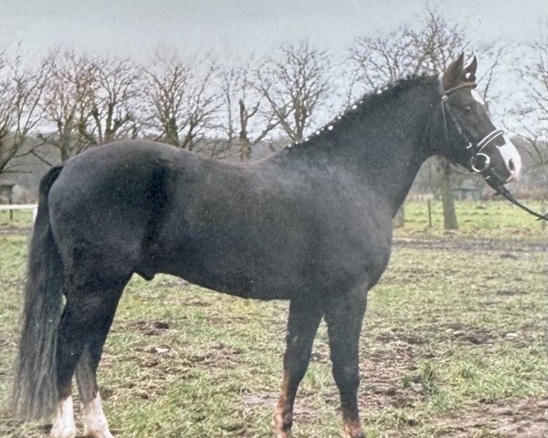 Deckhengst Calenbergs Donnerhall (Welsh Pony (Sek.B), 1989, von Downland Donner)