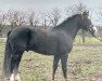 stallion Calenbergs Donnerhall (Welsh-Pony (Section B), 1989, from Downland Donner)