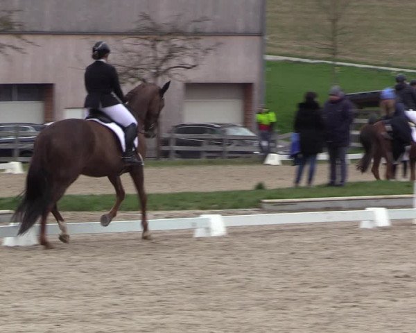 Reitturnier Balve-Wocklum 2023