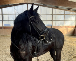 dressage horse Lisboa M (Hanoverian, 2018, from Libertad FRH)