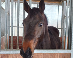 dressage horse Fid'Or ZH (Oldenburg, 2021, from Fidertanz)