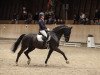 dressage horse Cosmopolitan Sw (Württemberger, 2011, from Cellagonero)