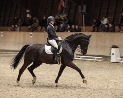 dressage horse Cosmopolitan Sw (Württemberger, 2011, from Cellagonero)