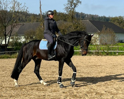 dressage horse Fortunatus DH (Westphalian, 2018, from Fürst Jazz)