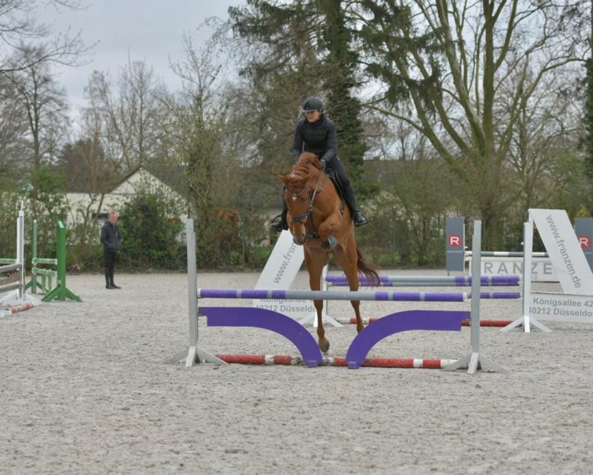 Springpferd D' Accord de Semilly (Westfale, 2018, von Diamant de Semilly)
