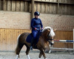 broodmare Arabellas Blondie HCM (18,75% ox) (Haflinger, 1999, from Abendstern)