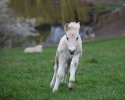 horse Hanuta von Hofdreilinden (Fjord Horse, 2023, from Haugguten)