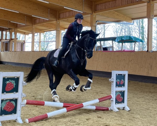 dressage horse D-Day 11 (Hanoverian, 2018, from Don K)