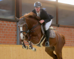 Springpferd La Belle Chiara (Holsteiner, 2018, von Central Park 6)