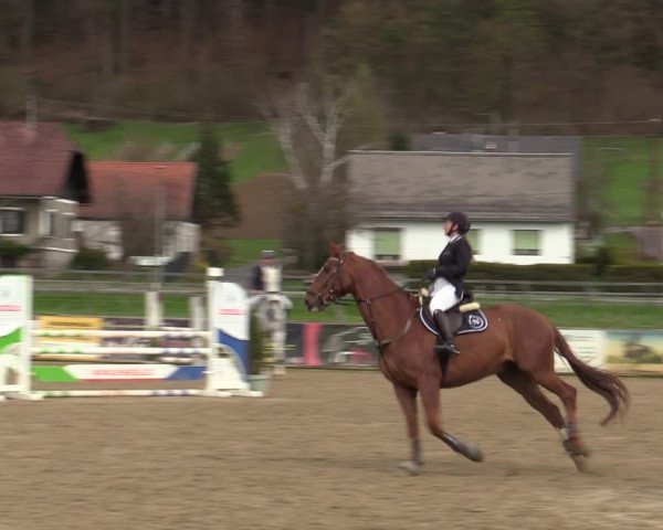 Reitturnier Gniebing-Feldbach 2023