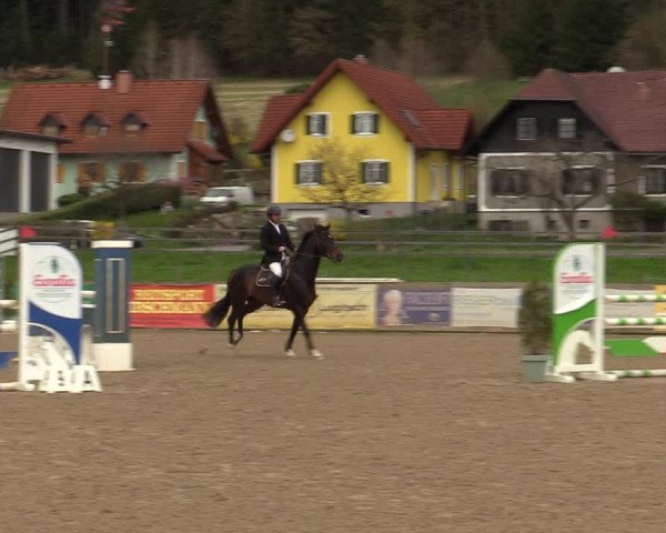 Reitturnier Gniebing-Feldbach 2023