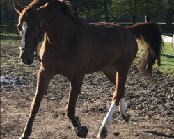 dressage horse Showdancer (Westphalian, 2007, from Showmaker)