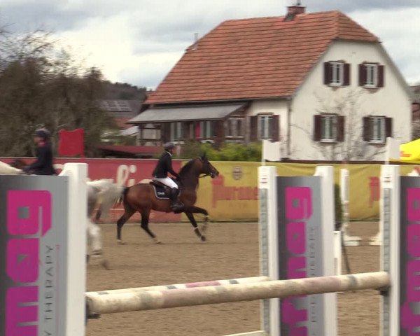 Reitturnier Gniebing-Feldbach 2023