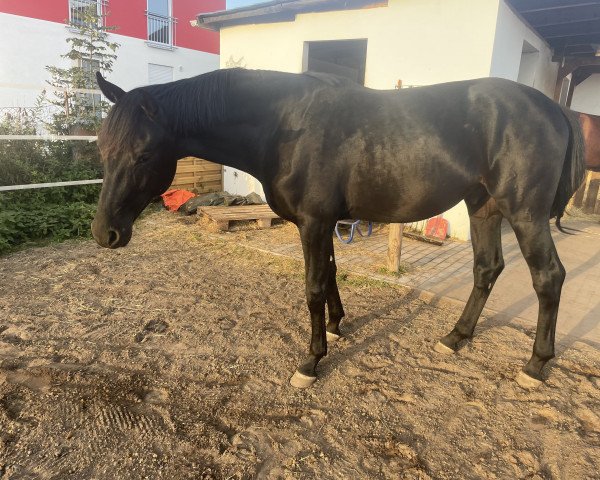 dressage horse Fort Good Hope (German Sport Horse, 2019, from Finest)