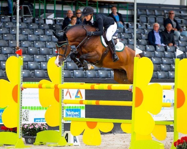 stallion Gullit Hbc (KWPN (Royal Dutch Sporthorse), 2011, from Cantos)