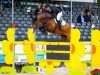 stallion Gullit Hbc (KWPN (Royal Dutch Sporthorse), 2011, from Cantos)