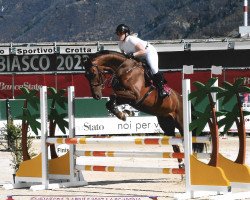 jumper Cascadello K (Hanoverian, 2015, from Cascadello)