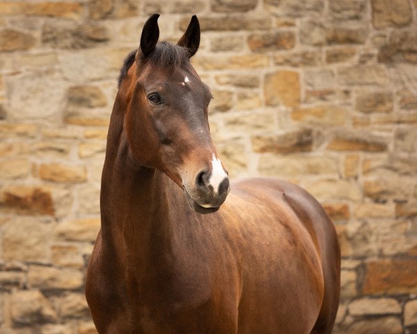 dressage horse Davinio 12 (Hanoverian, 2014, from De Niro)