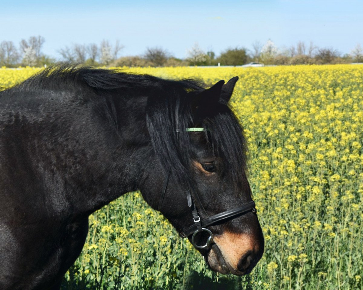 Pferd Eduard Elmar XIV (Noriker, 2015, von Ralf Elmar XIII)