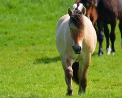 horse Hugo von Dreilinden (Fjord Horse, 2013, from Haugguten)