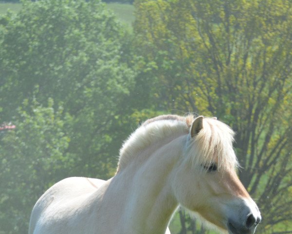 Zuchtstute Rosali von Hofdreilinden (Fjordpferd, 2017, von Haribo von Dreilinden)