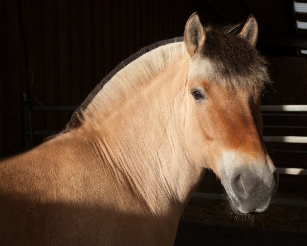 broodmare Reykja von Dreilinden (Fjord Horse, 2007, from Grande)