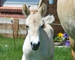 horse Ian von Hofdreilinden (Fjord Horse, 2020, from Iskko)