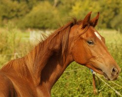 dressage horse Belize MZ (German Sport Horse, 2020, from DSP Benedetto Ragazzo)