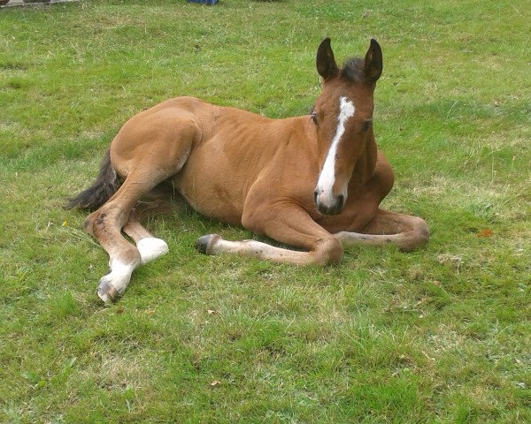 Zuchtstute Salvia (Mecklenburger,  , von Sergeant Pepper I)