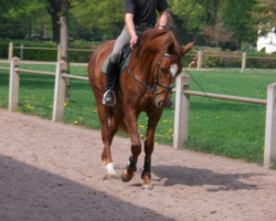 broodmare Seerose (Mecklenburg, 2008, from Sergeant Pepper I)