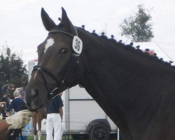 broodmare Charlotte (Mecklenburg, 2010, from Carrico)