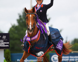 jumper D'Artagnan (KWPN (Royal Dutch Sporthorse), 2008, from Mr Blue)