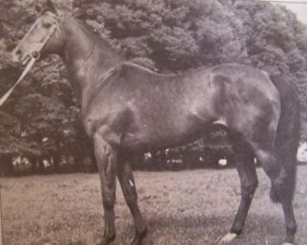 stallion Ironside xx (Thoroughbred, 1959, from Norsemann xx)