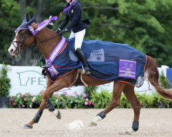 Springpferd Nossa van de Bien (Belgisches Warmblut, 2013, von Deauville van T&L)