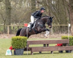 jumper Adagio´s Nobility II (Holsteiner, 2017, from Adagio de Talma)