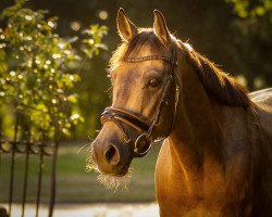 horse Mister Dreamy xx (Thoroughbred, 2013, from TCF Palladium xx)