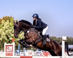 jumper Chaka Khan 3 (Hanoverian, 2012, from Chacco Gold)