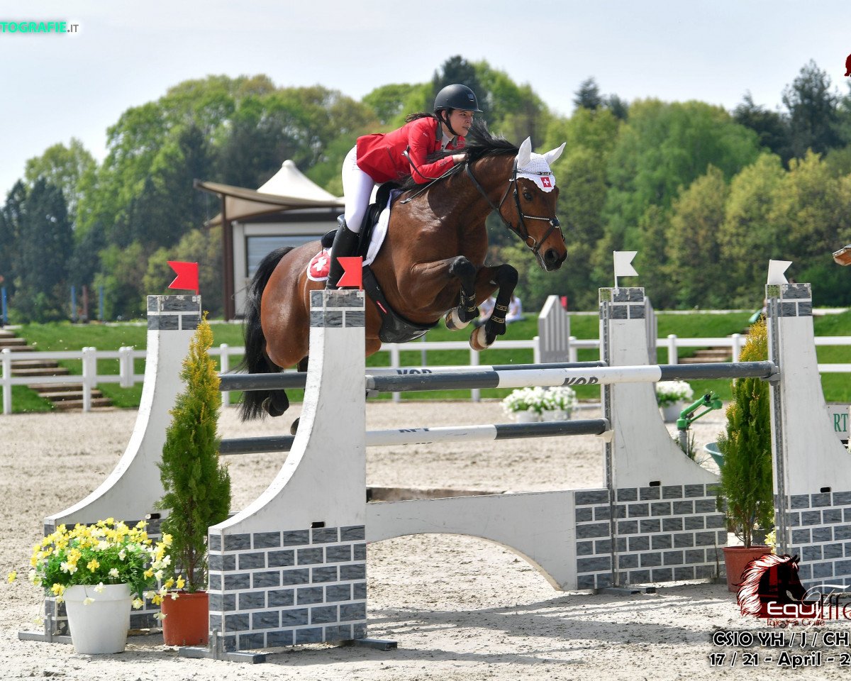 Springpferd Bailando 42 (KWPN (Niederländisches Warmblut), 2006, von Numero Uno)