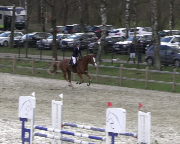 Reitturnier Westergellersen 2023
