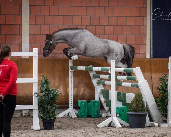 stallion Der Kleine Donner H (German Riding Pony, 2018, from Del Piero 25)