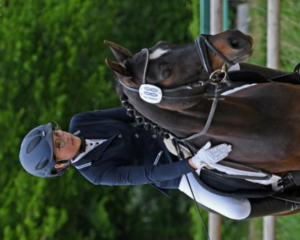 jumper Napirai (German Riding Pony, 2009, from Carlson)