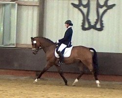 dressage horse Solitär 56 (Rhinelander, 2017, from Symphonic)