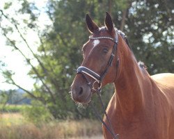 dressage horse Santiano 19 (Rhinelander, 2009, from Swarovski)