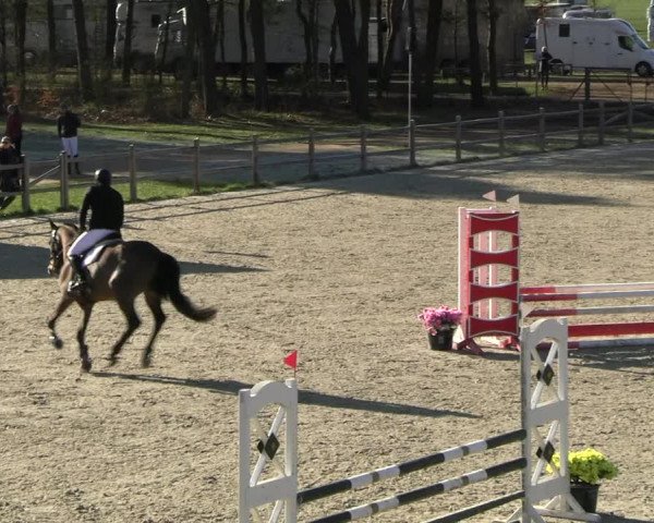 Reitturnier Westergellersen 2023