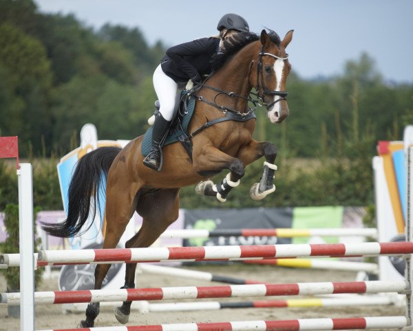 jumper Calixtus S (Austrian Warmblood, 2013)