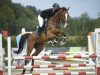 jumper Calixtus S (Austrian Warmblood, 2013)