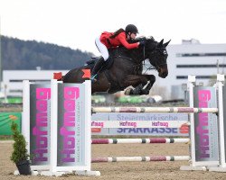 jumper Dia Blue (Oldenburg show jumper, 2013, from Diarado)