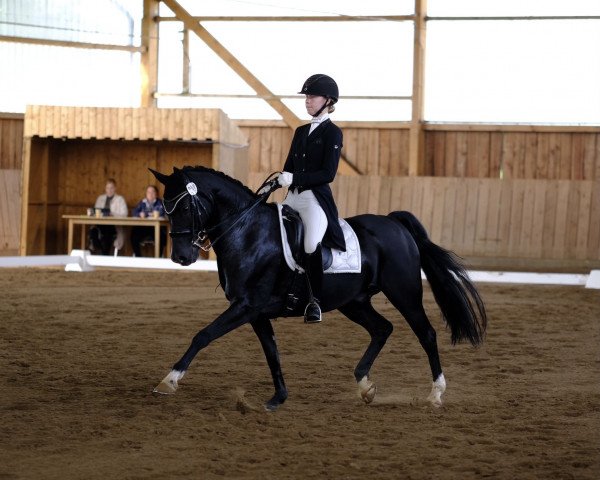 dressage horse D'accord (German Riding Pony, 2011, from Davenport II)