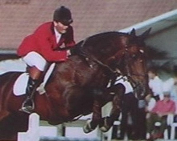 stallion Sherif D´Elle (Selle Français, 1984, from Jalisco B)